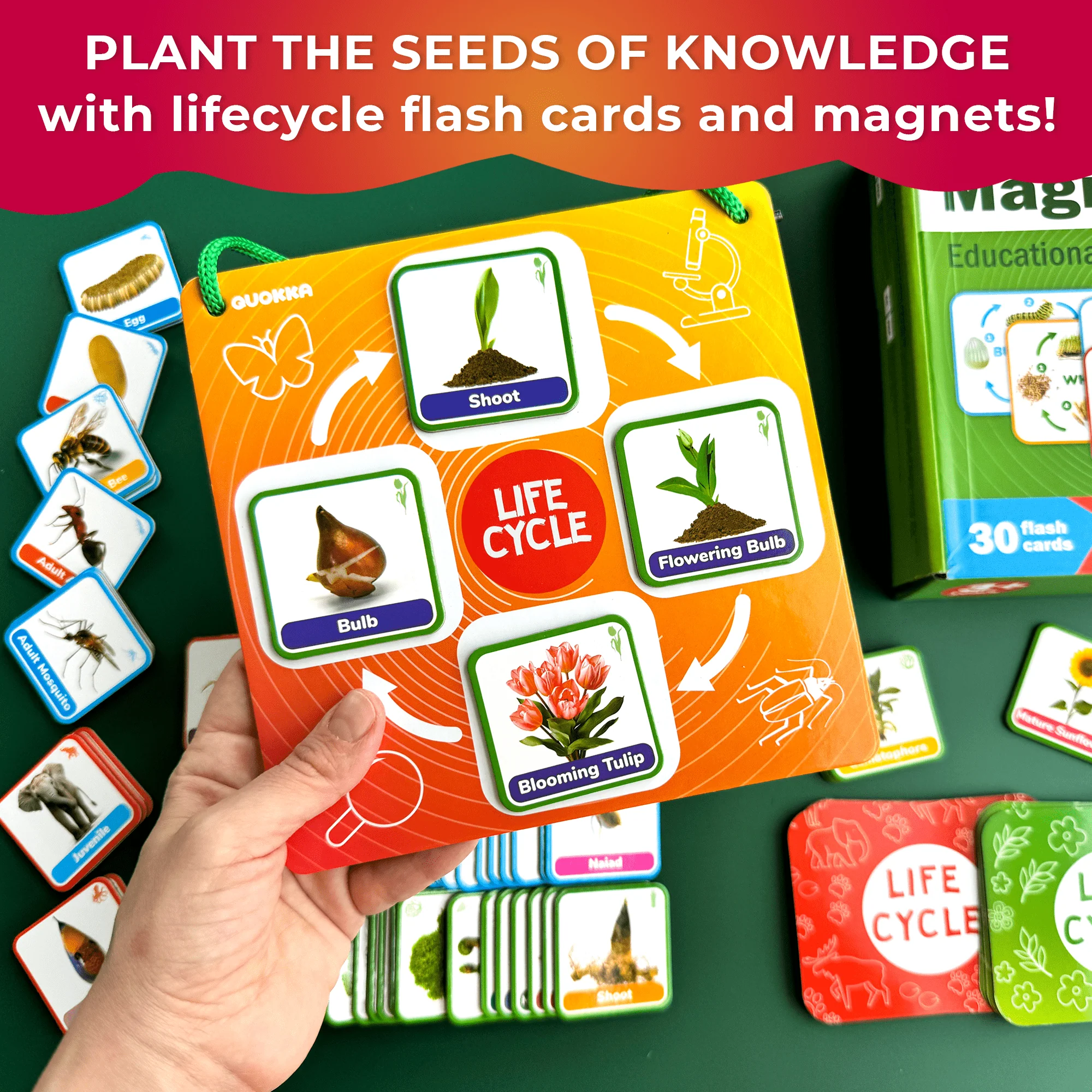 Lifecycle Magnetic Kit | Toy Montessori | Educational for Kids - Image 3