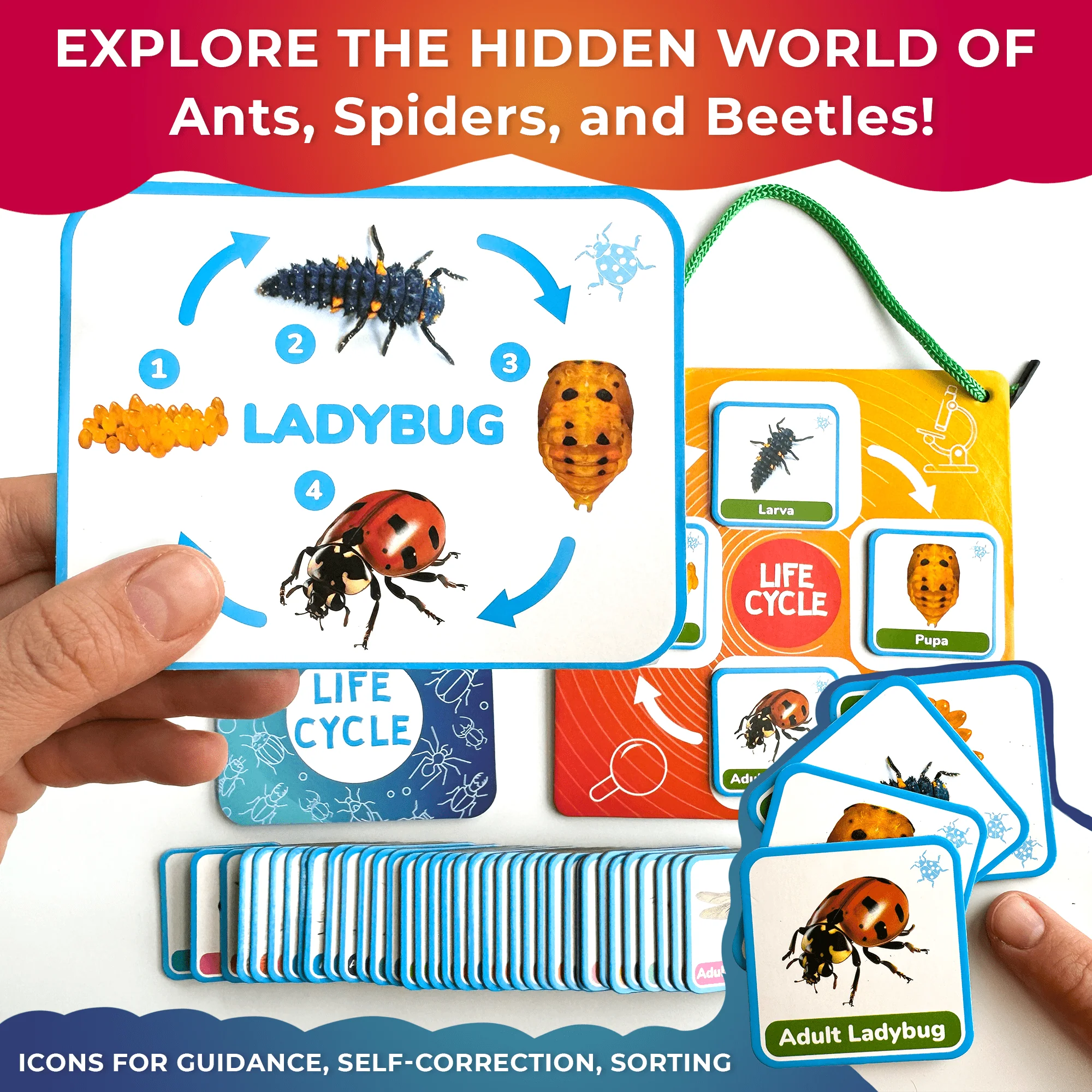 Lifecycle Magnetic Kit | Toy Montessori | Educational for Kids - Image 4