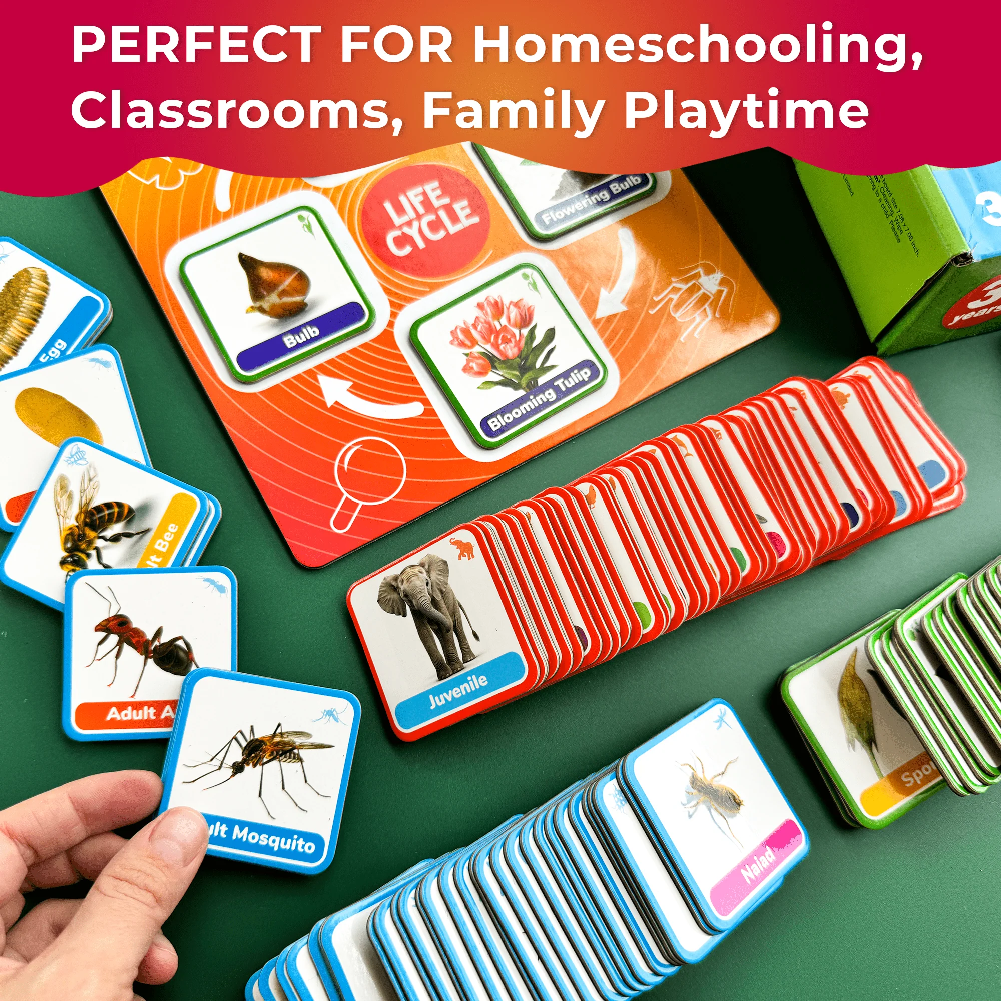Lifecycle Magnetic Kit | Toy Montessori | Educational for Kids - Image 5