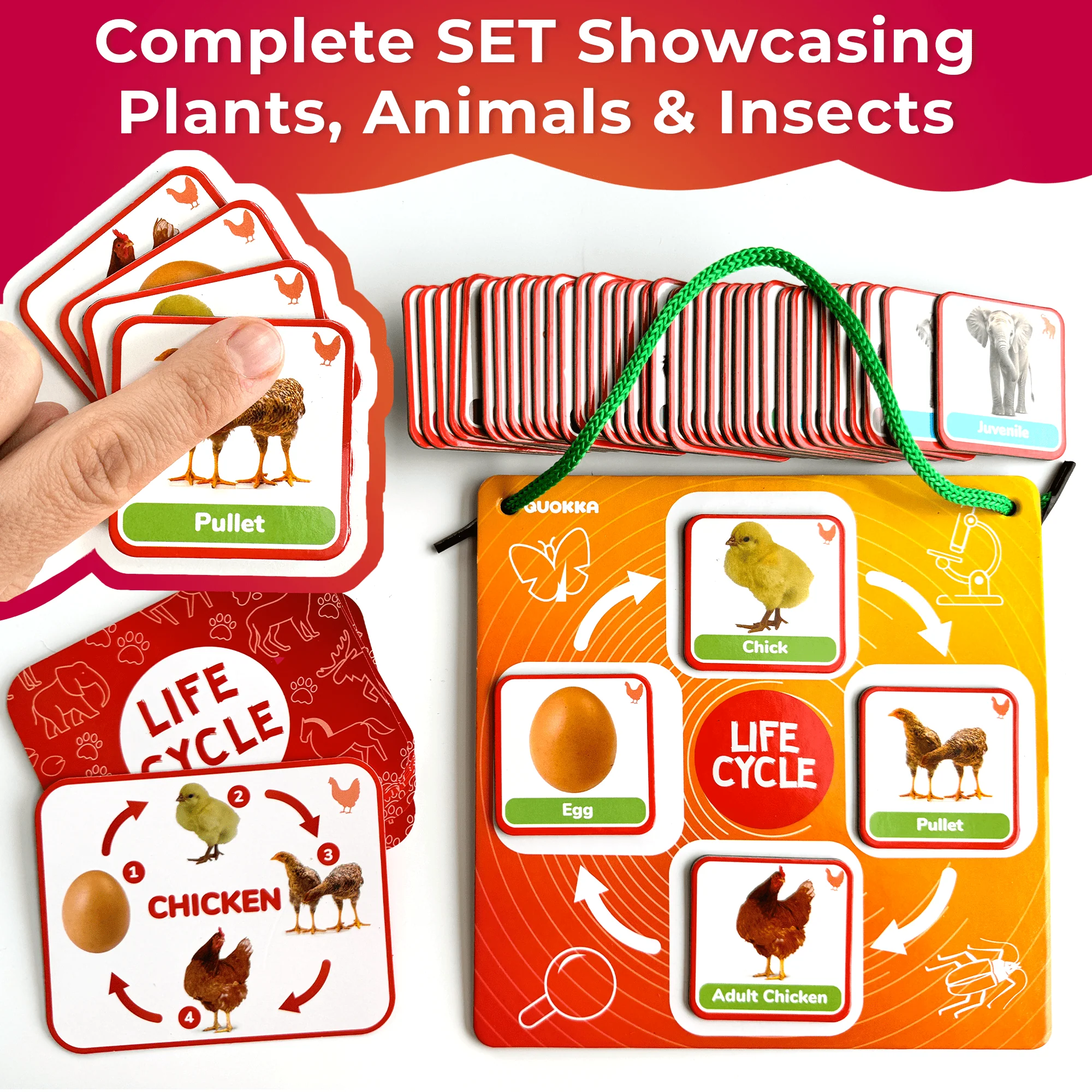 Lifecycle Magnetic Kit | Toy Montessori | Educational for Kids - Image 6