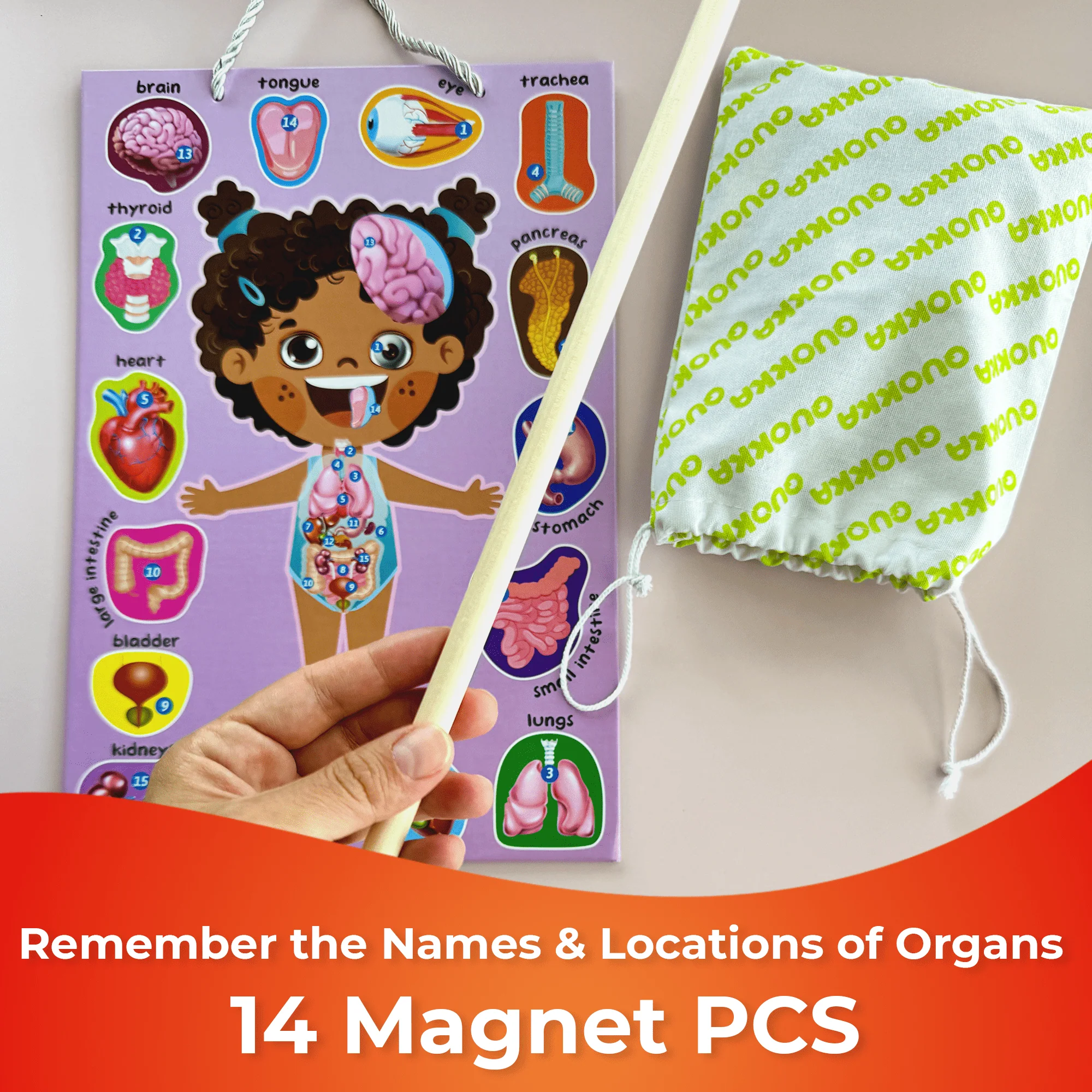 Magnetic Montessori Puzzles for Kids | Anatomy - Image 4