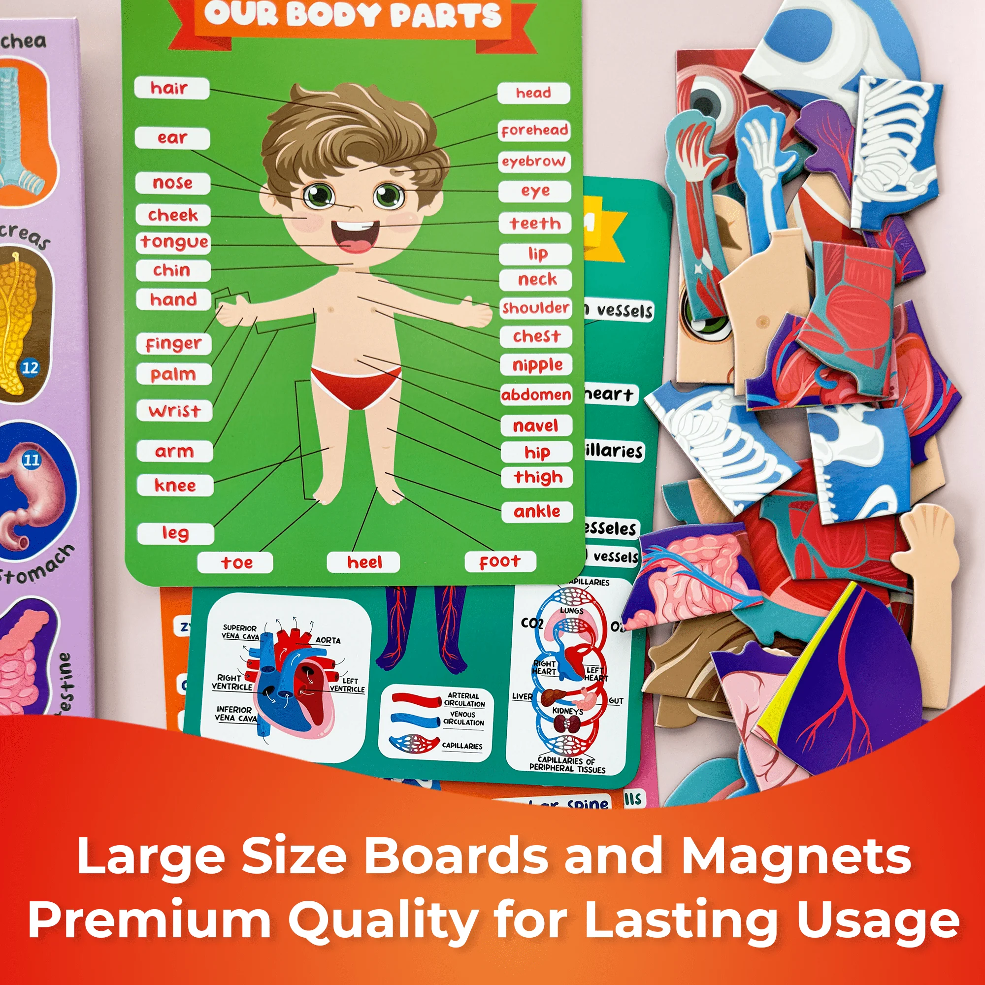 Magnetic Montessori Puzzles for Kids | Anatomy - Image 6